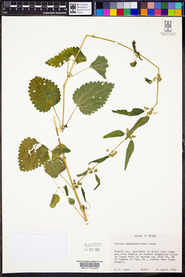 Urtica chamaedryoides image