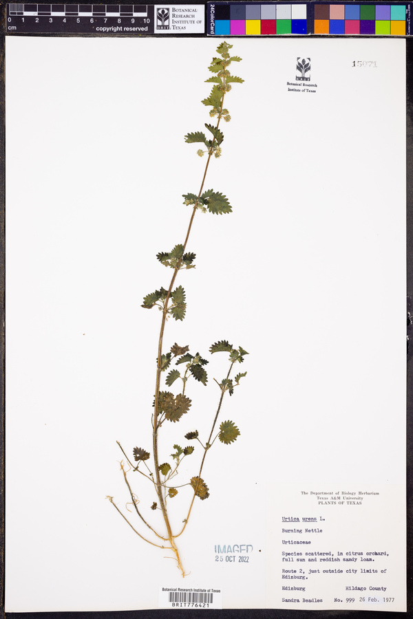 Urtica urens image