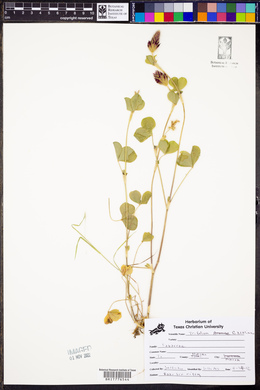 Trifolium carolinianum image