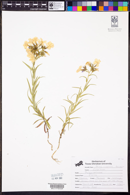 Phlox cuspidata image