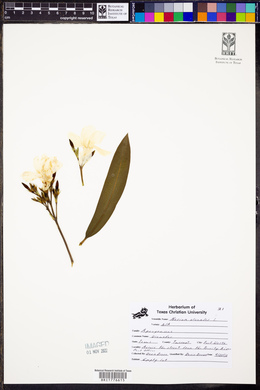 Nerium oleander image