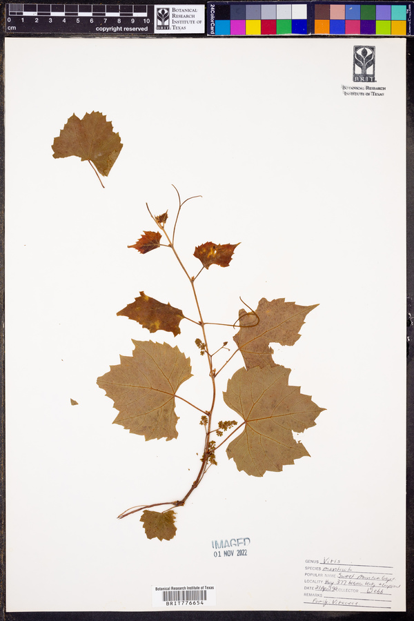 Vitis monticola image