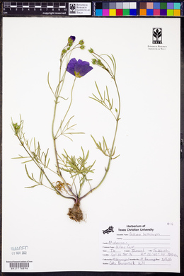 Callirhoe leiocarpa image