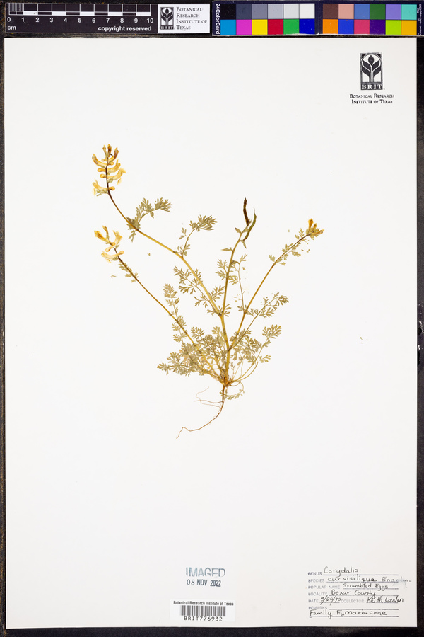 Corydalis curvisiliqua image