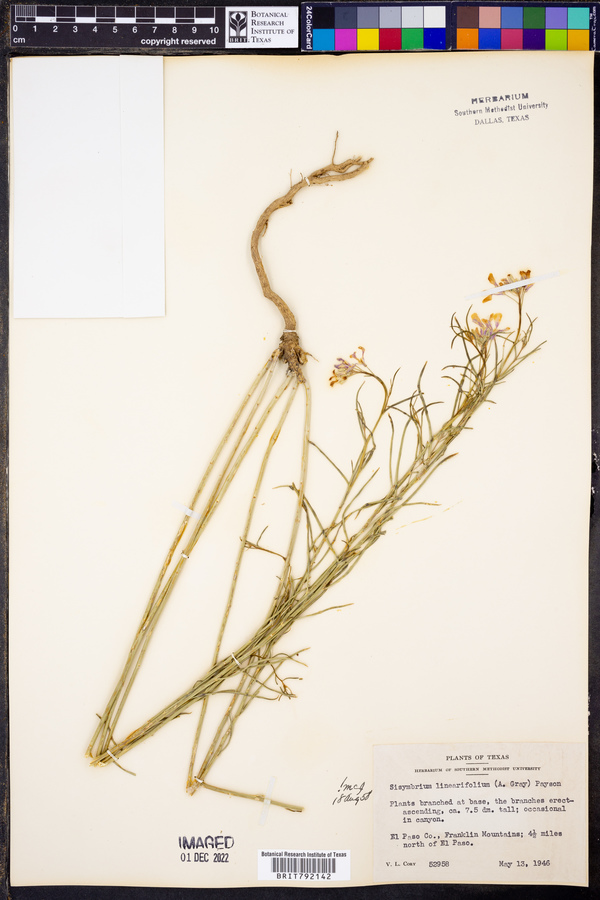 Schoenocrambe linearifolia image