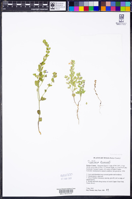 Scutellaria drummondii image