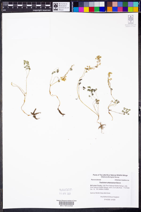 Thalictrum arkansanum image