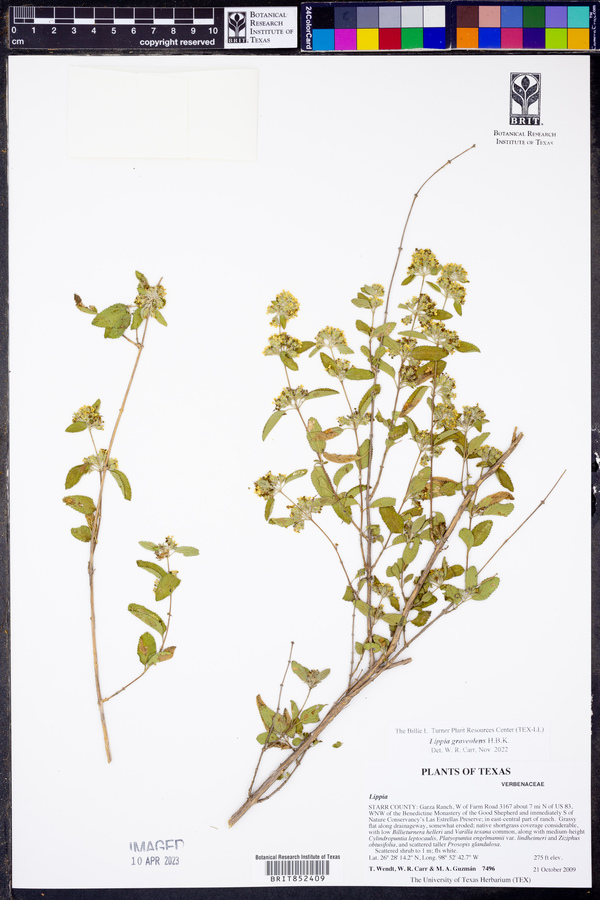 Lippia graveolens image