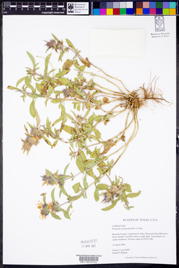 Monarda clinopodioides image