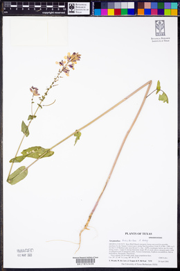 Streptanthus bracteatus image