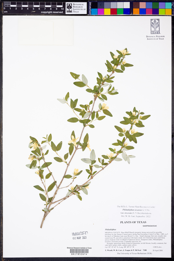 Philadelphus texensis var. texensis image