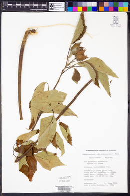 Hibiscus lasiocarpos image