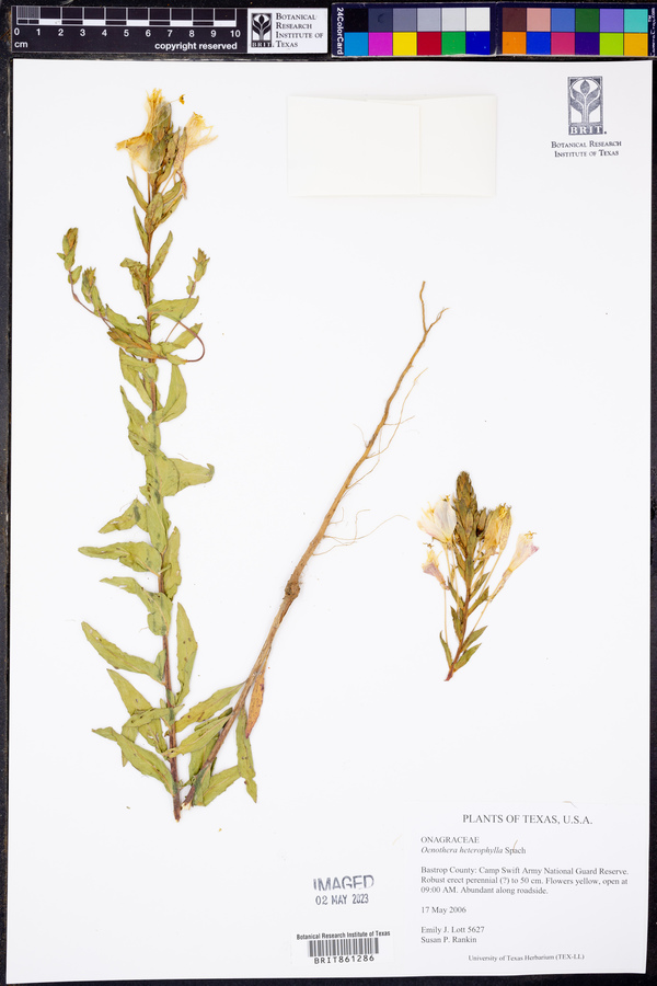 Oenothera heterophylla image