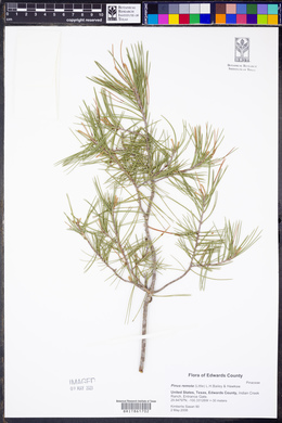 Pinus remota image