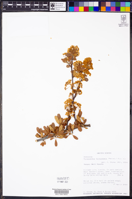 Pyracantha fortuneana image