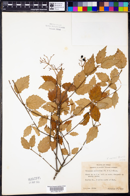 Viburnum ashei image