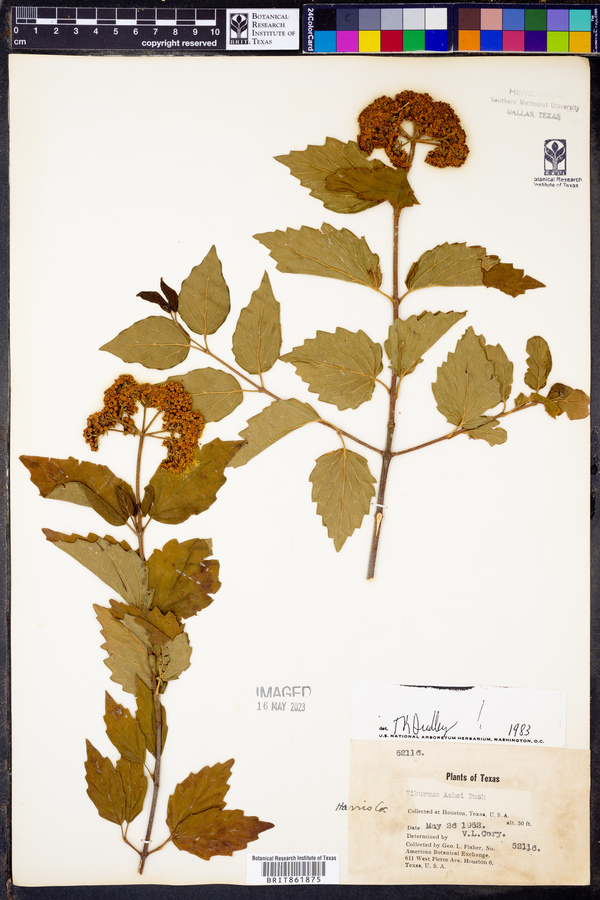 Viburnum ashei image