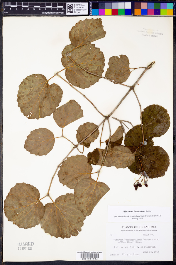Viburnum bracteatum image