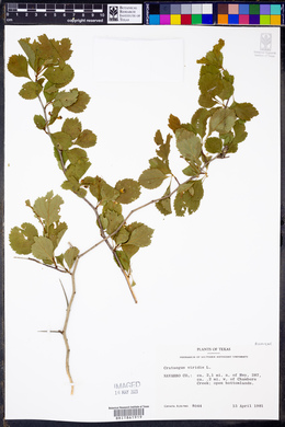 Crataegus viridis image