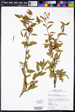 Prunus angustifolia image