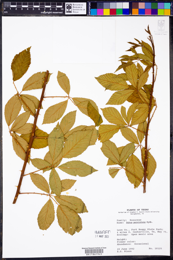 Rubus persistens image