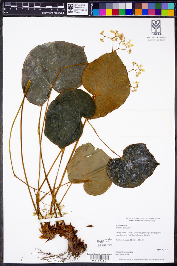 Begonia glandulosa image