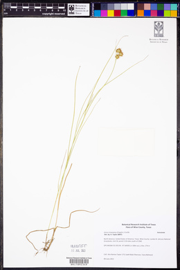 Juncus texanus image