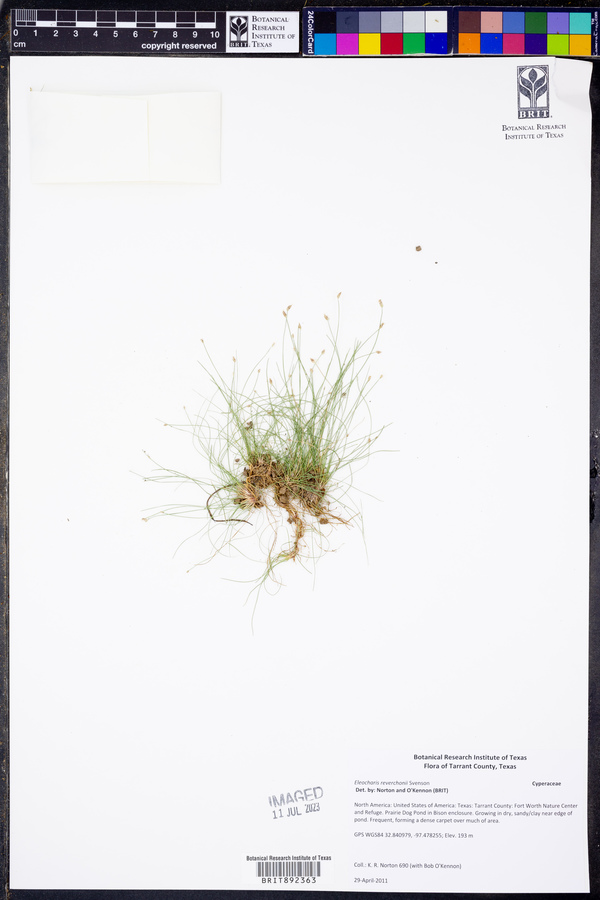 Eleocharis reverchonii image