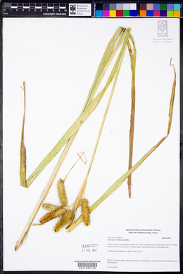 Carex comosa image