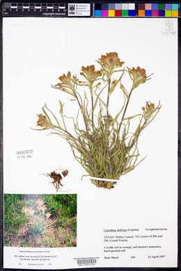 Castilleja indivisa image