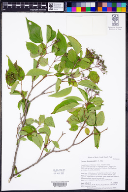 Cornus drummondii image