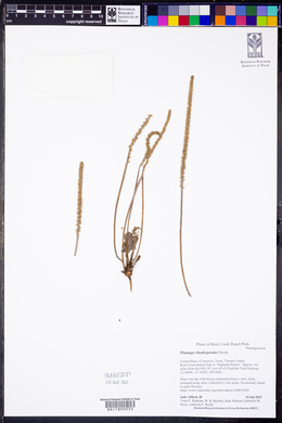 Plantago rhodosperma image