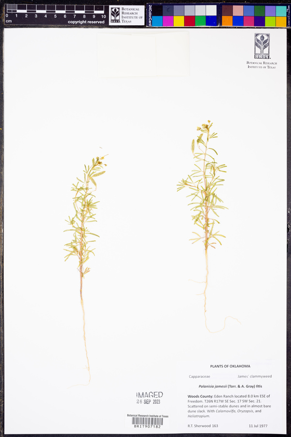 Polanisia jamesii image