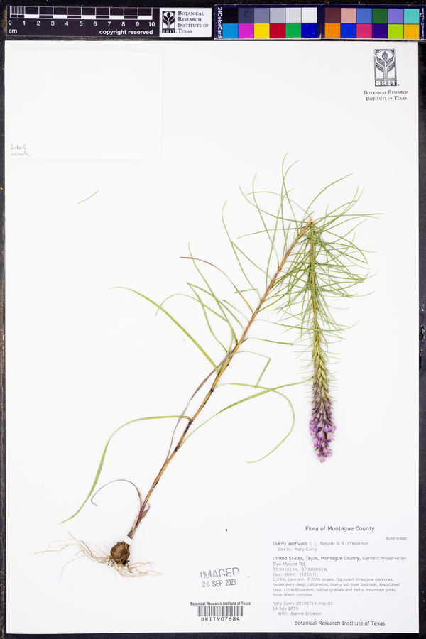 Liatris aestivalis image