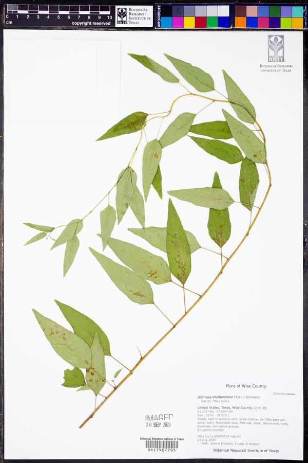 Ipomoea shumardiana image