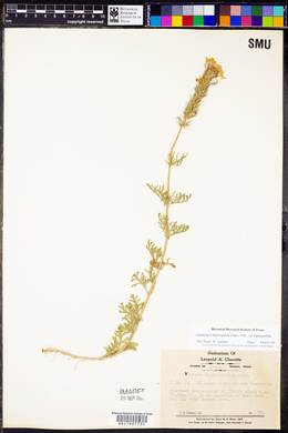 Glandularia bipinnatifida var. bipinnatifida image