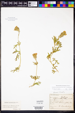 Glandularia bipinnatifida var. bipinnatifida image