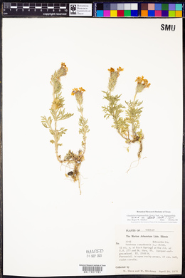 Glandularia bipinnatifida var. bipinnatifida image