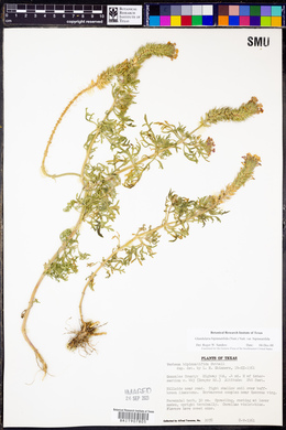 Glandularia bipinnatifida var. bipinnatifida image