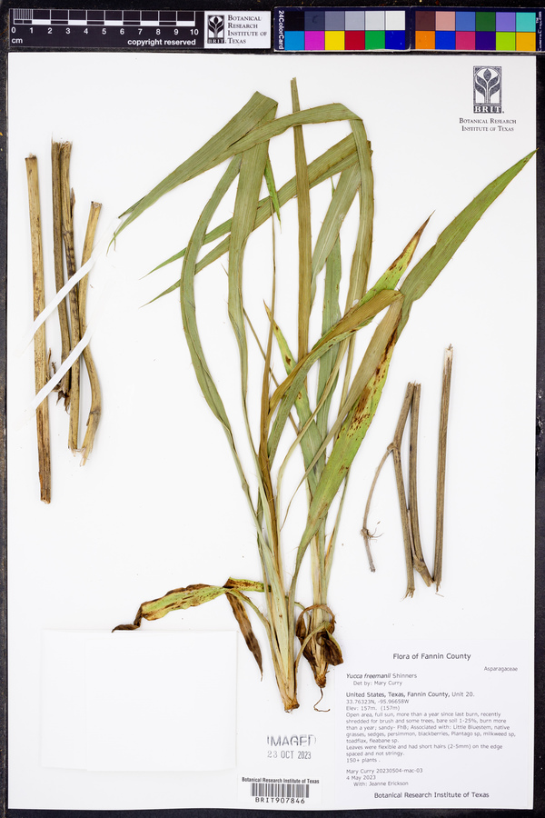 Yucca freemanii image