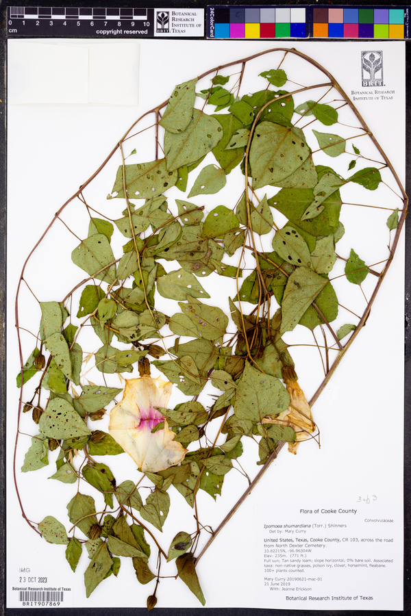 Ipomoea shumardiana image