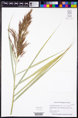 Phragmites australis image