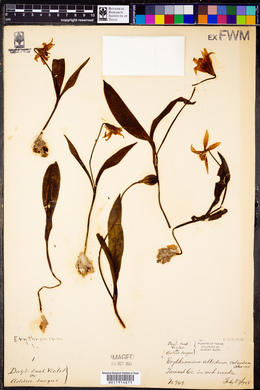 Erythronium albidum var. coloratum image