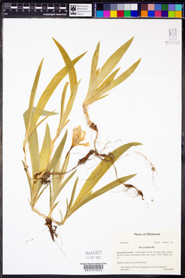 Iris cristata image