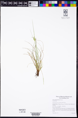 Carex planostachys image