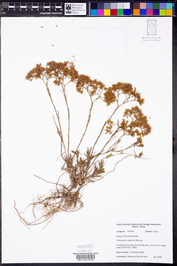 Paronychia virginica image