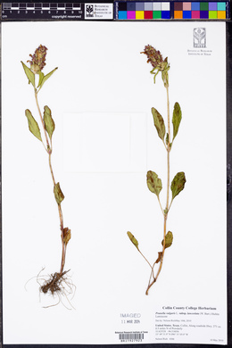 Prunella vulgaris subsp. lanceolata image