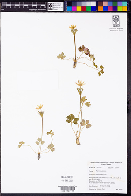 Anemone berlandieri image
