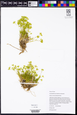 Sabulina michauxii image