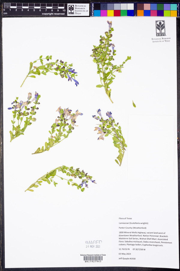 Scutellaria wrightii image